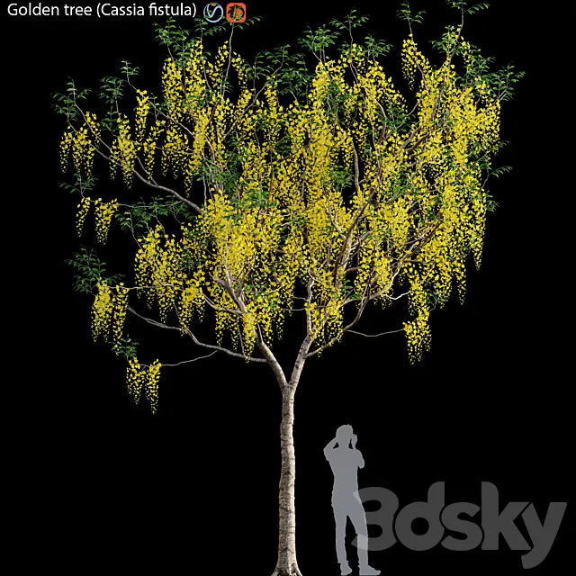Golden tree (Cassia fistula) # 3 3D Model