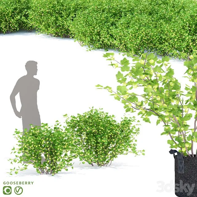 Gooseberry bushes Gooseberry 3D Model