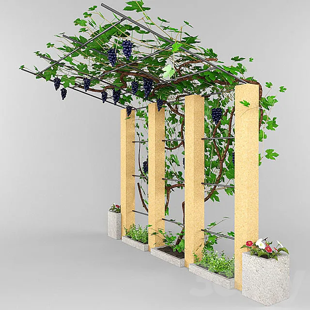 grape canopy. 3D Model