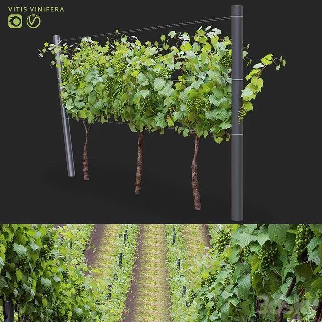 Grapes cultivated Vitis vinifera 3D Model Grapes cultivated Vitis vinifera 3D Model