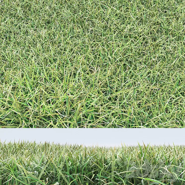 grass 3D Model grass 3D Model