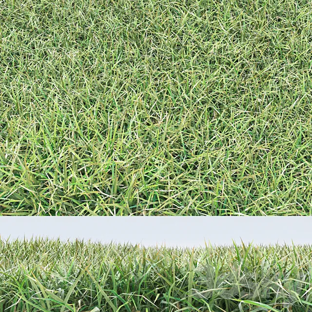 grass 3DModel grass 3DModel
