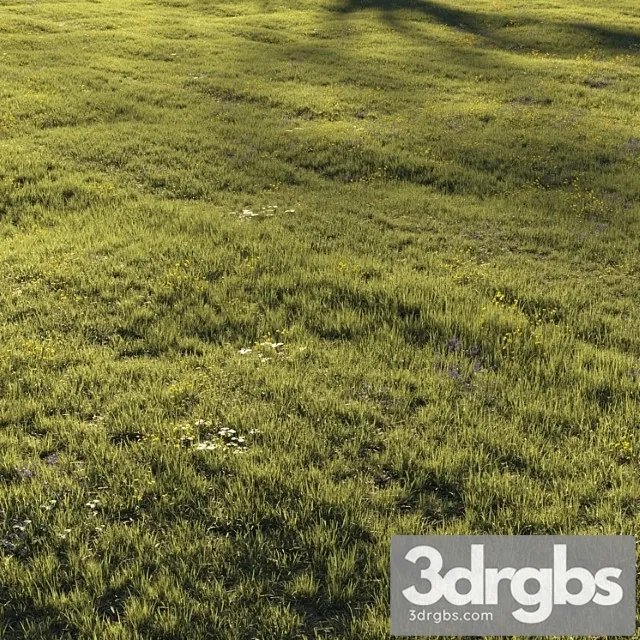 Grass and flower Grass and flower