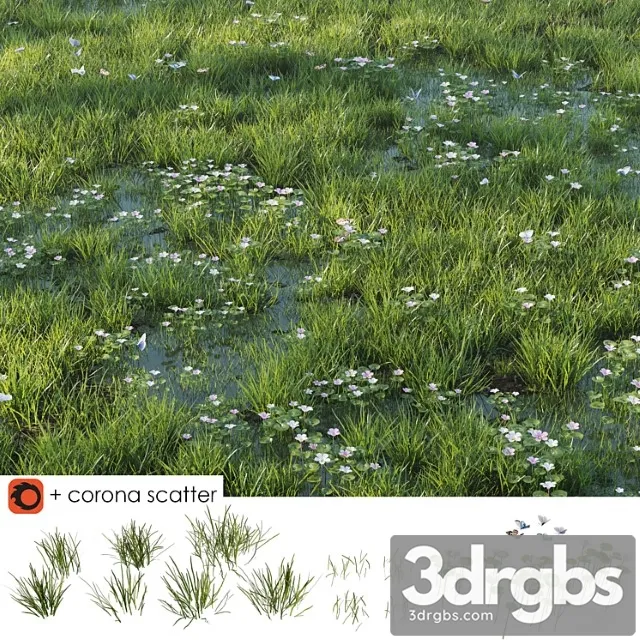 Grass and puddle Grass and puddle