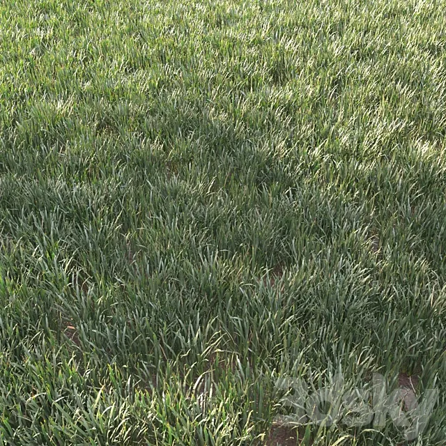grass for landscape 11 3D Model grass for landscape 11 3D Model