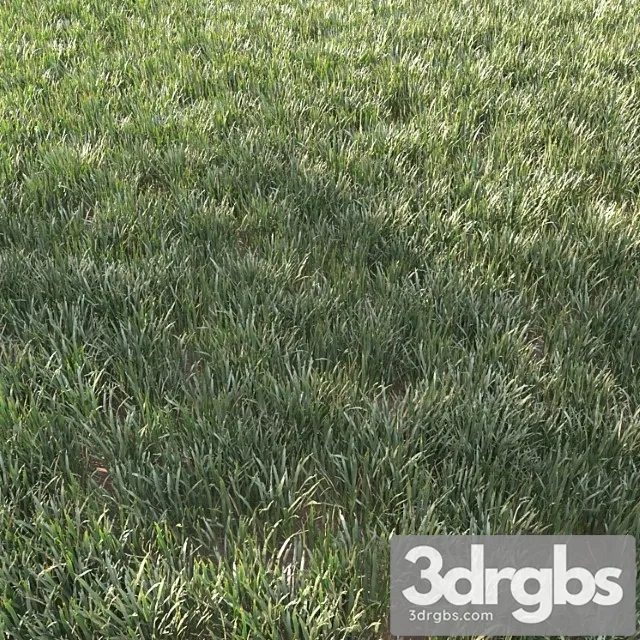 Grass for landscape 11 Grass for landscape 11