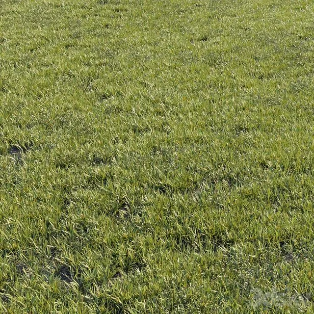 Grass kit 1 3D Model Grass kit 1 3D Model