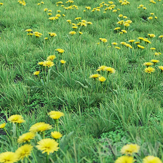 Grass set 01 – Dandelion 3D Model Grass set 01 – Dandelion 3D Model