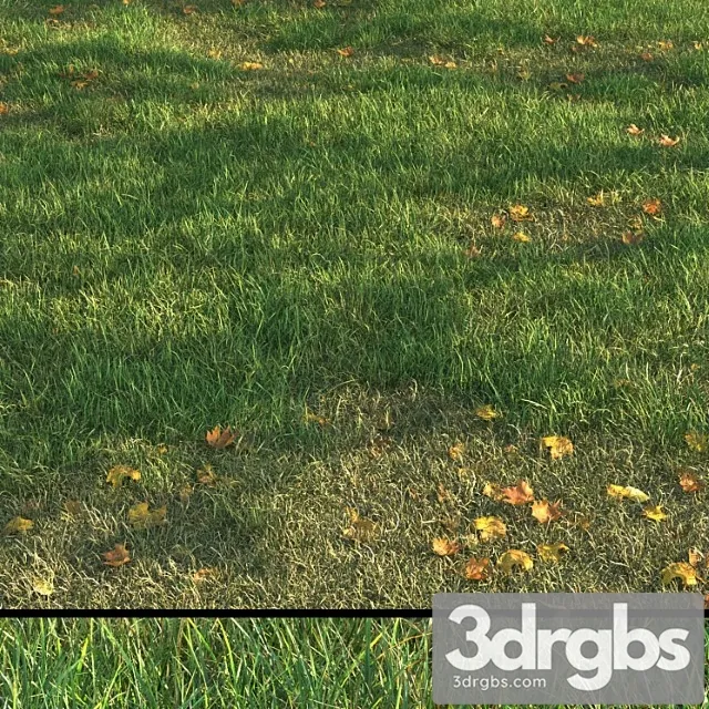 Grass011 3D Model Download Grass011 3D Model Download