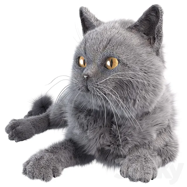 Gray Cat Free Download