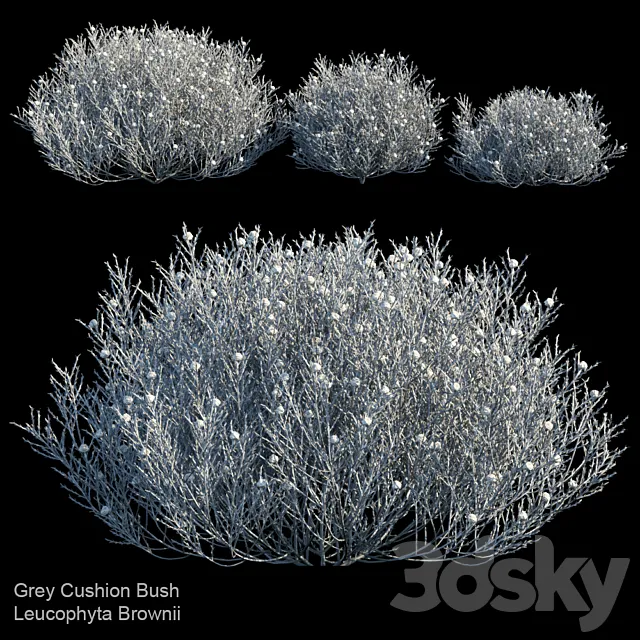 Gray Cushion bush | Leucophyta Brownii 3D Model