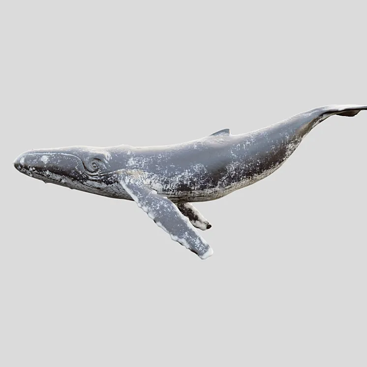 Gray_whale 3D Model Free Download