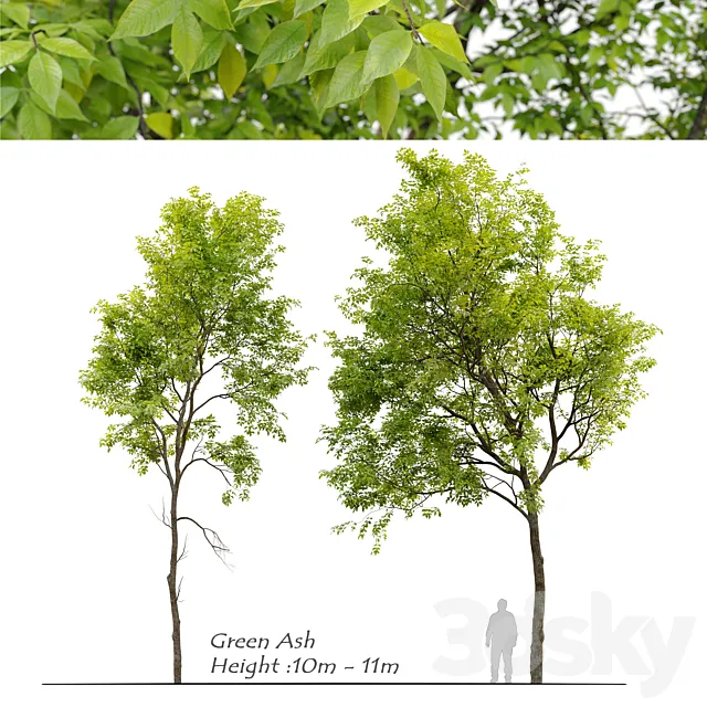 Green Ash (Fraxinus pennsylvanica) _3 3D Model