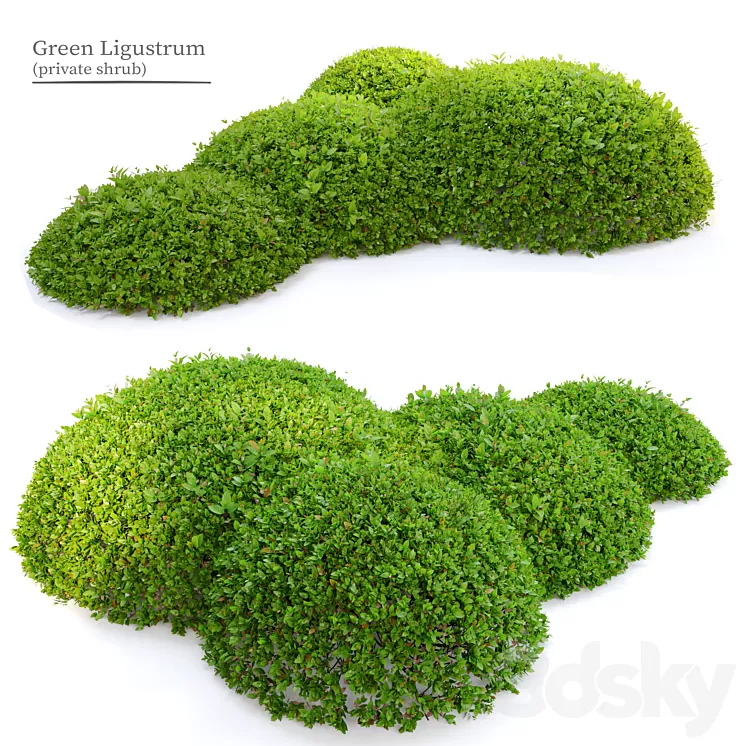 Green Ligustrum 3D Model Free Download Green Ligustrum 3D Model Free Download