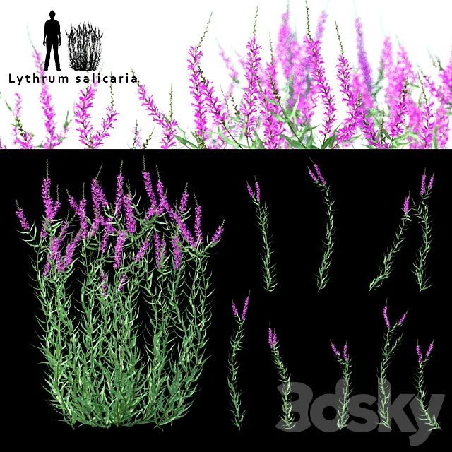 Green stalk flowers | Lythrum salicaria 3D Model Green stalk flowers | Lythrum salicaria 3D Model