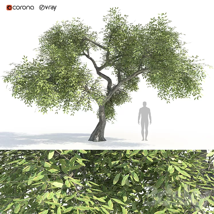 Green tree 2 3D Model