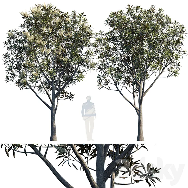 Grevillea Baileyana | Brown Silky Oak 3DModel Grevillea Baileyana | Brown Silky Oak 3DModel