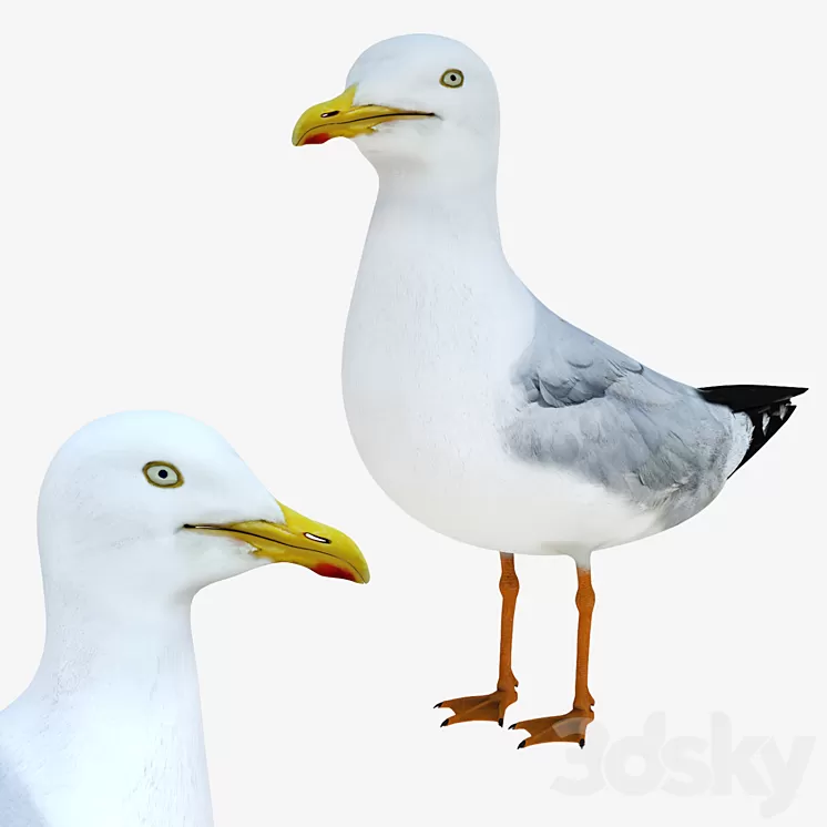Gull 3D Model