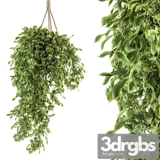Hanging box plant – set 154