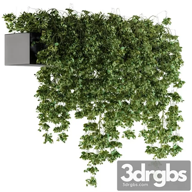Hanging Ivy Plants In Pot 3D Model Download