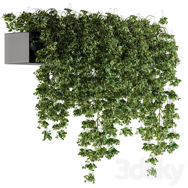 Hanging ivy Plants in Pot 3DModel Hanging ivy Plants in Pot 3DModel