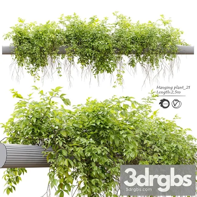 Hanging plant 21