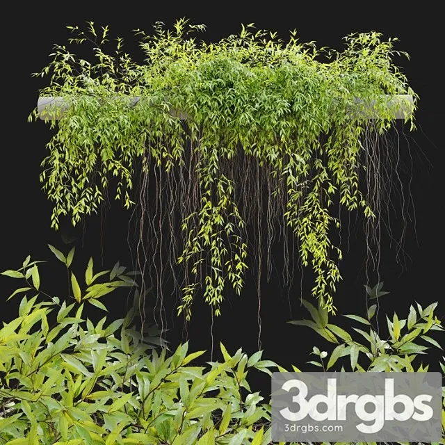 Hanging plant 25 Hanging plant 25