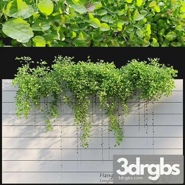 Hanging plant 28 Hanging plant 28