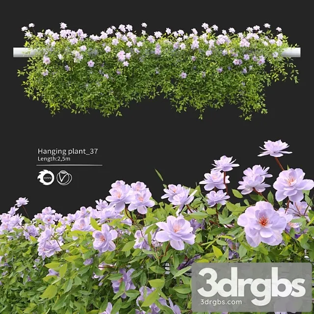 Hanging plant 37 Hanging plant 37