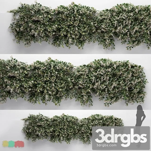 Hanging plant – choisyaternata – 3 modular pieces Hanging plant – choisyaternata – 3 modular pieces