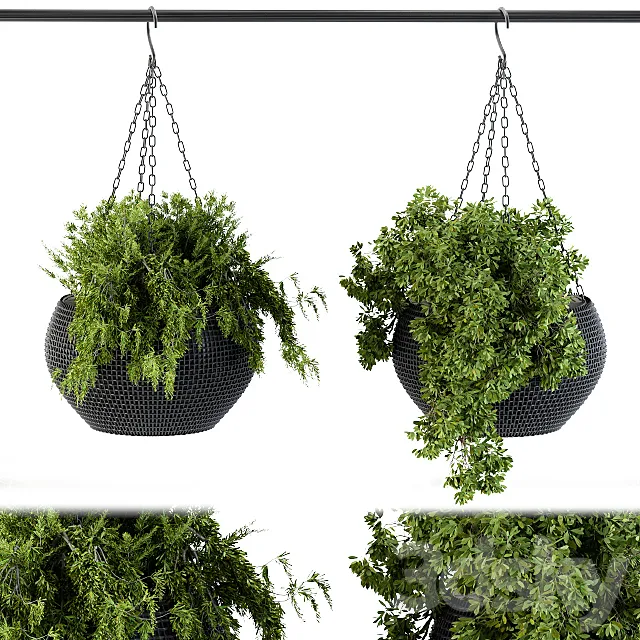 Hanging plant in black pot 3D Model Hanging plant in black pot 3D Model