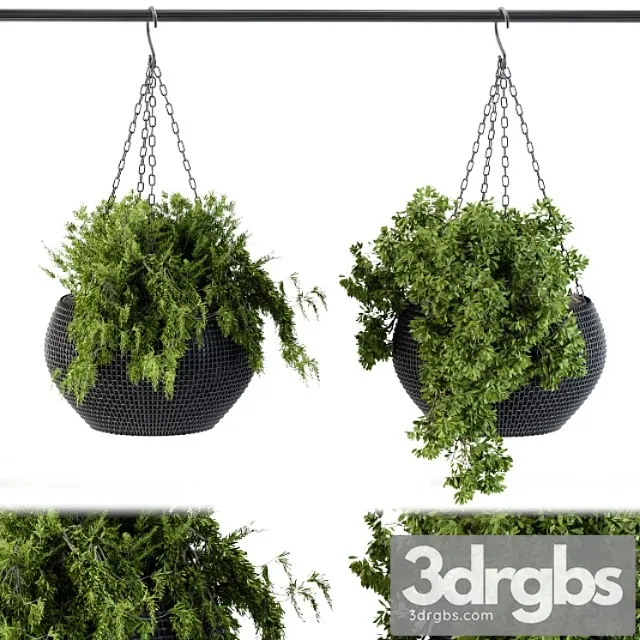 Hanging plant in black pot Hanging plant in black pot