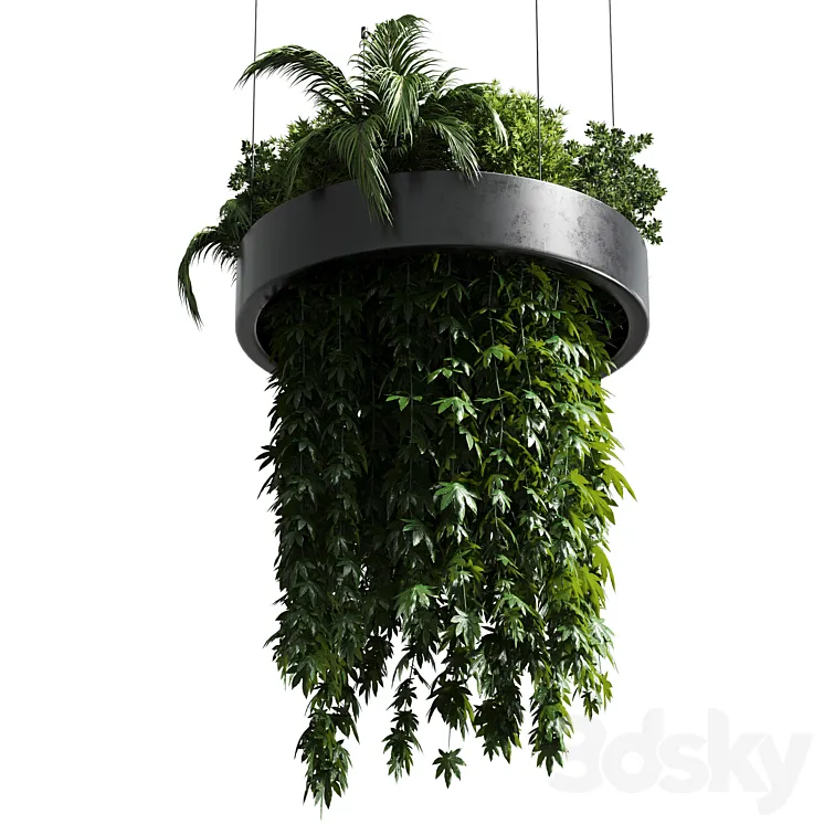 Hanging plant – indoor plant 292 3D Model Free Download Hanging plant – indoor plant 292 3D Model Free Download