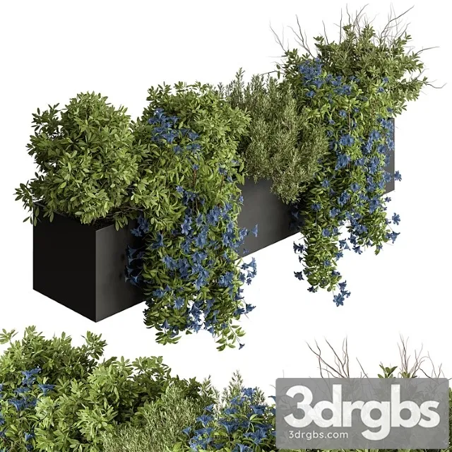 Hanging plant – outdoor plants 503 Hanging plant – outdoor plants 503
