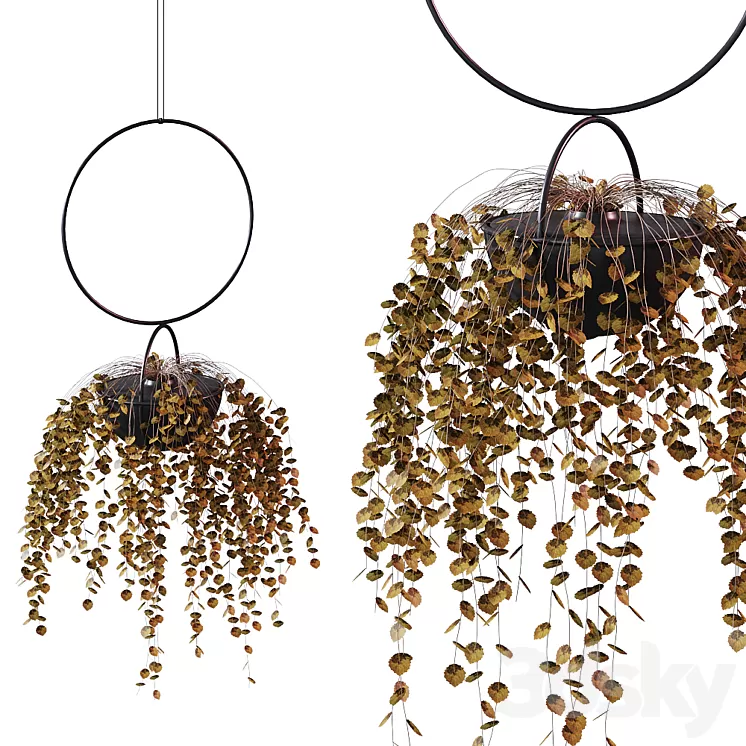 Hanging Planter Plant # 2 / BLUMENKUGEL EDITION 3D Model
