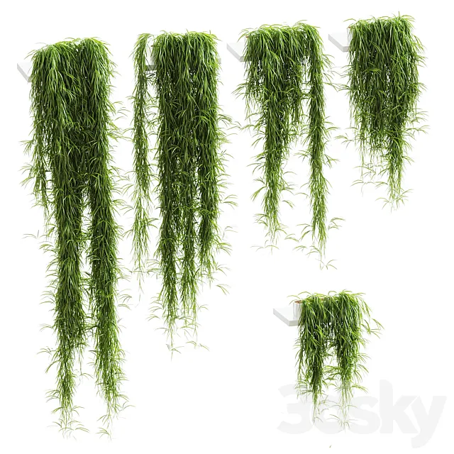 Hanging plants for shelves. 5 models. set 1 3D Model