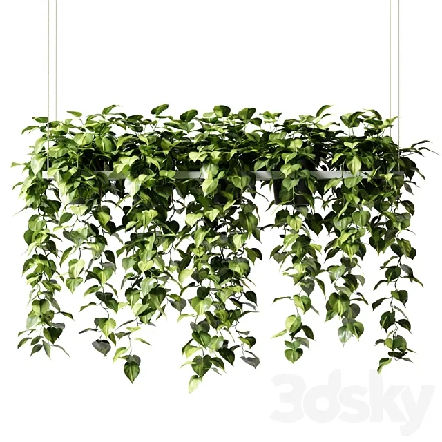 Hanging plants in a rectangular planter (Epipremium) 3D Model Hanging plants in a rectangular planter (Epipremium) 3D Model