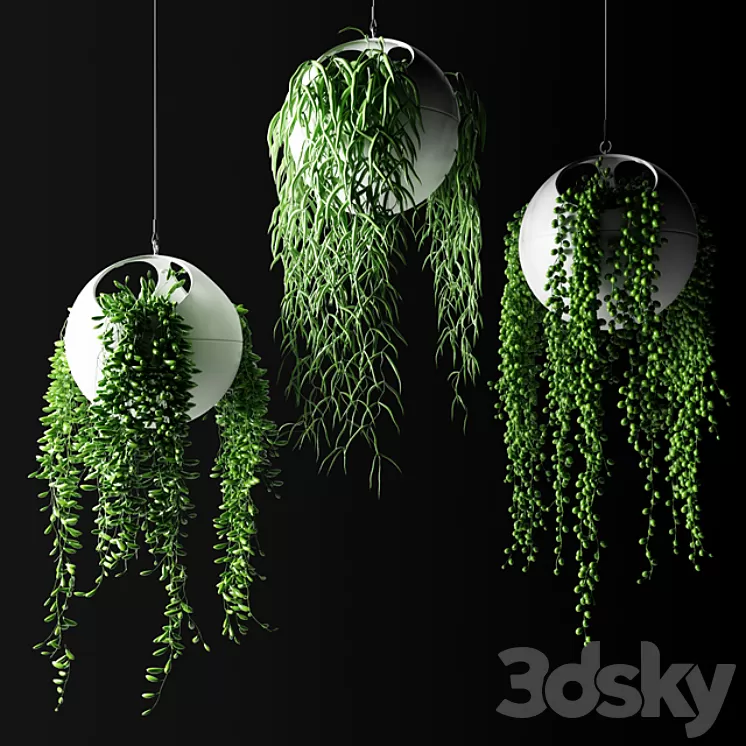 Hanging plants in flower pots | Hanged Plants in spherical hanging planters 3D Model