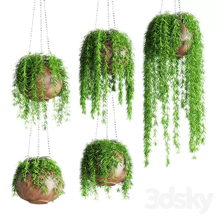 Hanging plants in pots 3D Model Hanging plants in pots 3D Model