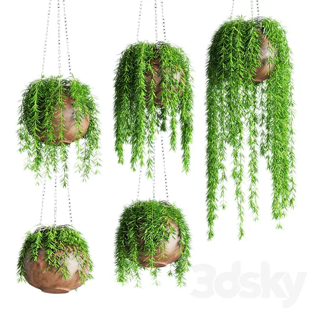 Hanging plants in pots 3DModel Hanging plants in pots 3DModel
