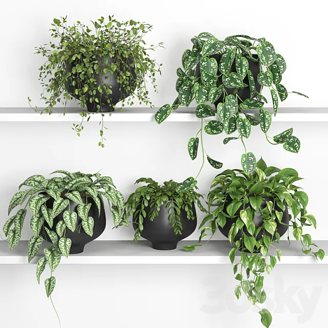 hanging plants on shelf 2 3D Model hanging plants on shelf 2 3D Model