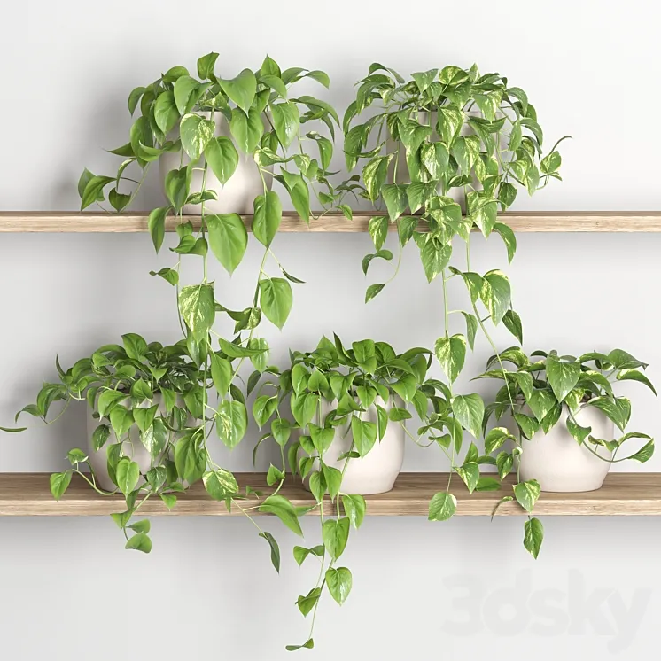 hanging plants on shelf 3 3D Model Free Download