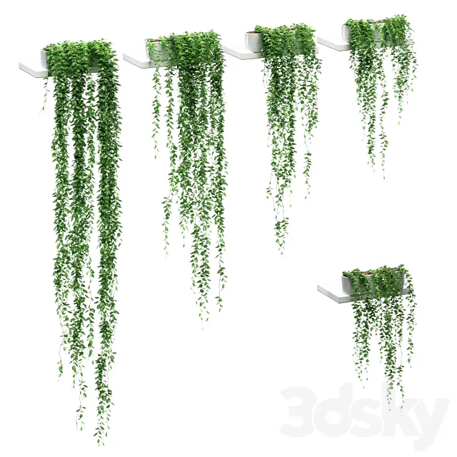 Hanging plants on the shelves. 5 models 3D Model Hanging plants on the shelves. 5 models 3D Model