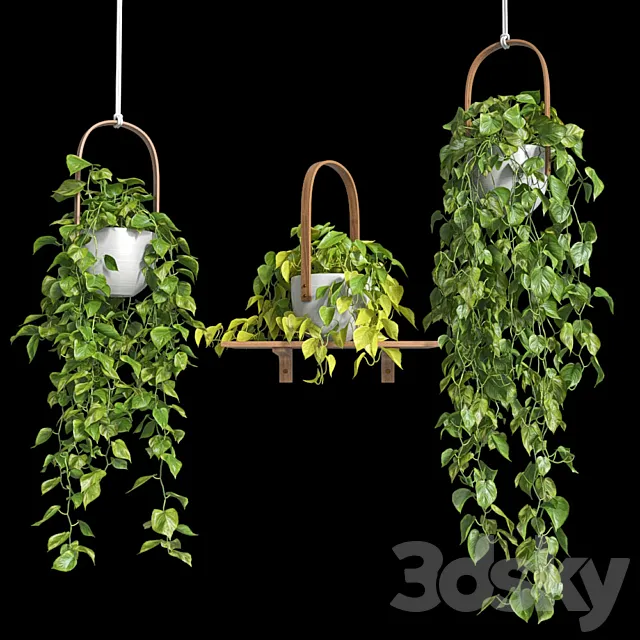 Hanging plants – Scindapsus 3D Model