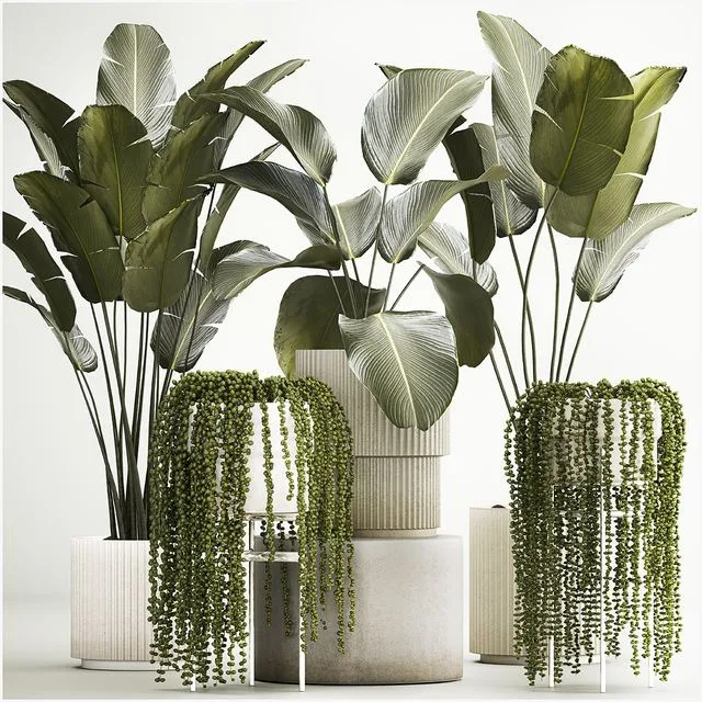 Hanging plants Succulents Rowley and Calathea lutea Strelitzia in pots. Set of plants 1322 3D Model