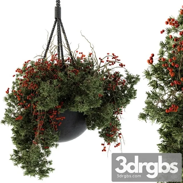 Hanging pot plant – set 102 Hanging pot plant – set 102