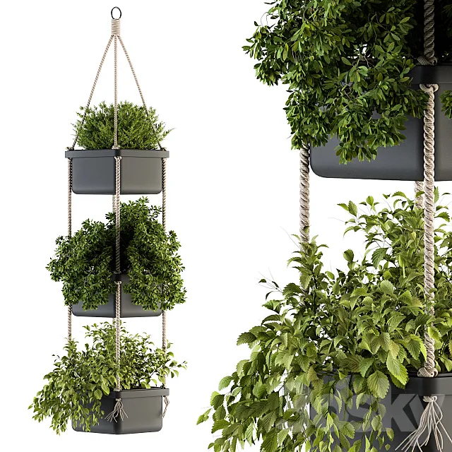 Hanging pot with Rope – indoor Plants 164 3DModel