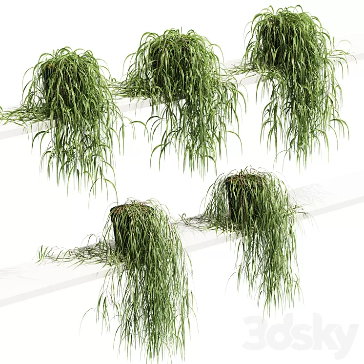 Hanging potted plant on the shelf. 5 models 3D Model Free Download