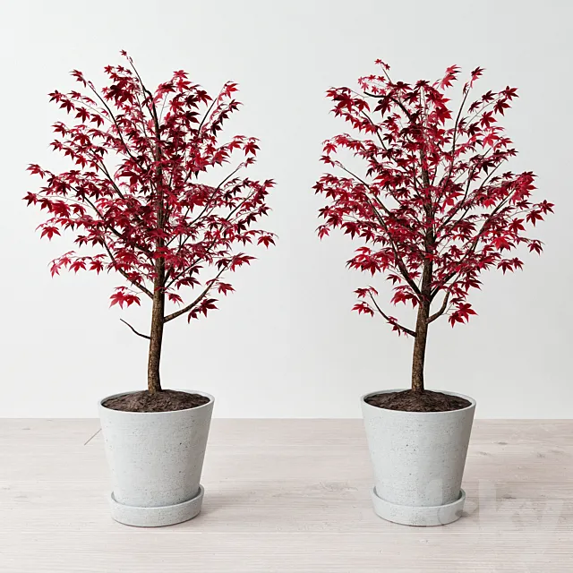 Hay Flowerpot (maple in a pot) 3D Model Hay Flowerpot (maple in a pot) 3D Model