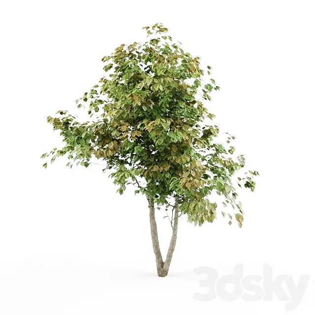 HD_tree_01_jefpreti.com 3D Model HD_tree_01_jefpreti.com 3D Model